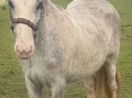 8 month old Cob filly
