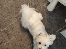 1 year old Pomeranian cross