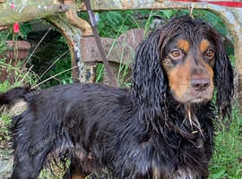 Working cocker for stud
