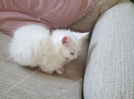 2 kittens for sale