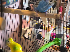 Budgie With Full Setup