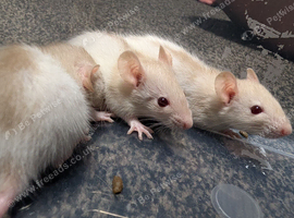 Siamese baby rats