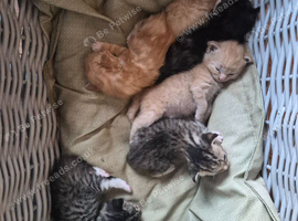 Beautiful kittens, I have both parents