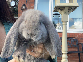 French lop