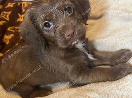 Cookie looking for new home