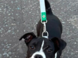Staffy x micro bully
