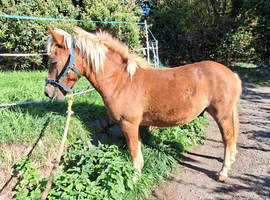 Dartmoor hillpony
