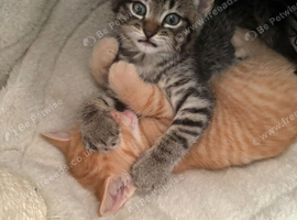 3 Kittens