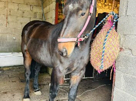 BEAUTIFULLY BRED IRISH DRAUGHT MARE - PROJECT / BROODMARE