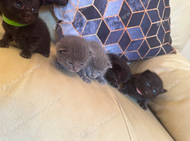 British Short Hair and Ragdoll Mixed Breed Kittens