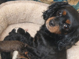 Cavapoo puppy