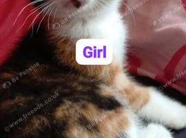 4 beautiful kittens for sale 3 girls and 1 boy