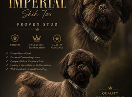 Beautiful  chocolate  full inpirial K.C shihtzu stud milo is proven