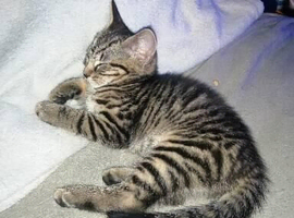 Female kitten