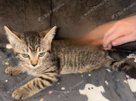 3 Beautiful Kittens Ready To Leave