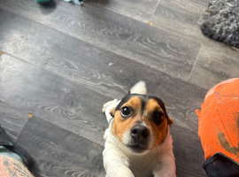 Jack Russell x Shih zui