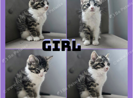 X4 cute babies looking for there forever homes