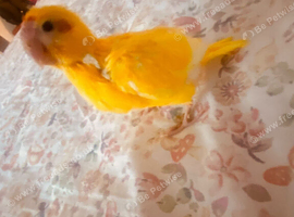 Hand reared super tame buttercup  kakrekis