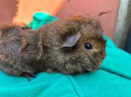 Baby sow guinea pigs