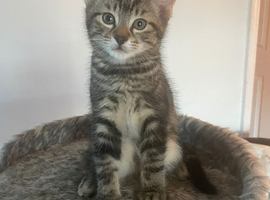 2 little boys 9 wks old ready to go  kittens