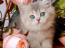 Beautiful female AY11 blue golden shaded British shorthair kitten