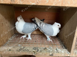 Classic Old Frills - Breeding Pair