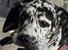 Beautiful loving Harlequin Great Dane