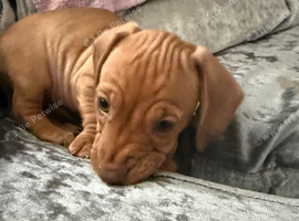 9 week old miniature dashhoud