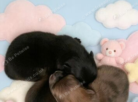 Pomeranian puppies