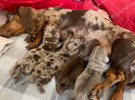 Miniature dachshund puppies