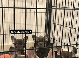 7 French Bulldog Puppies ️
