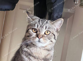 British shorthair mixed