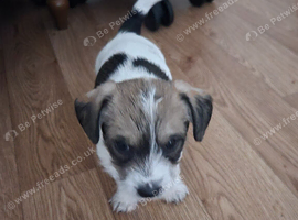 Jack russell terrier
