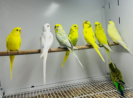 Budgies
