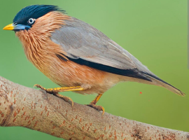 Pagoda Starlings