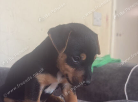 Jack Russel dog pup