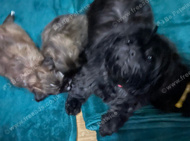 Gorgeous Shih Tzu puppies for sale