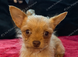 Chorkie boy pup