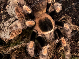Tarantulas & jumping spiders!