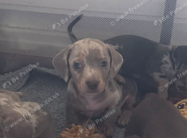 Beautiful mini dachshund puppies