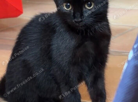 Kitten looking for a home
