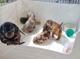 LOVELY MINIATURE DACHSHUNDS PUPPIES FOR SALE