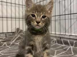 Half Maincoon kittens