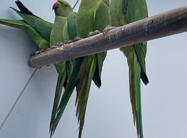 Ringnecks