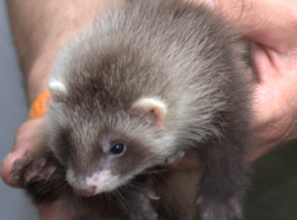 Gorgeous Ferret Kits Angora, semi and standard/long