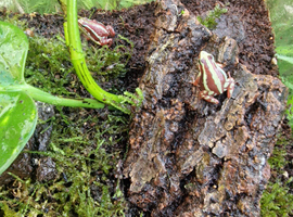 Anthony's dart frog male