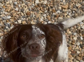 Cocker spaniel bitch