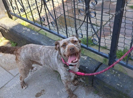 Johnson bull dog corss poodle