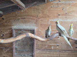 Cockatiels