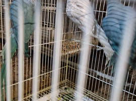 Ringnecks Parrot for sale